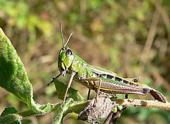 grasshopper-via-mark-robinsonflickr.jpg