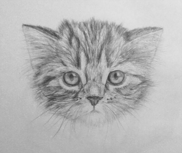 cat___pencil_drawing_by_nelutuinfo-d3bp0uy.jpg