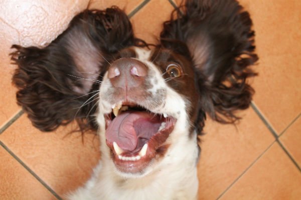 funny-springer_spaniel.jpg