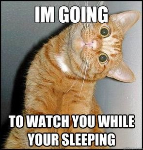 94db777e3d1844e9b400b6d12c4eaae6--funny-cats-funny-cat-memes-humor.jpg