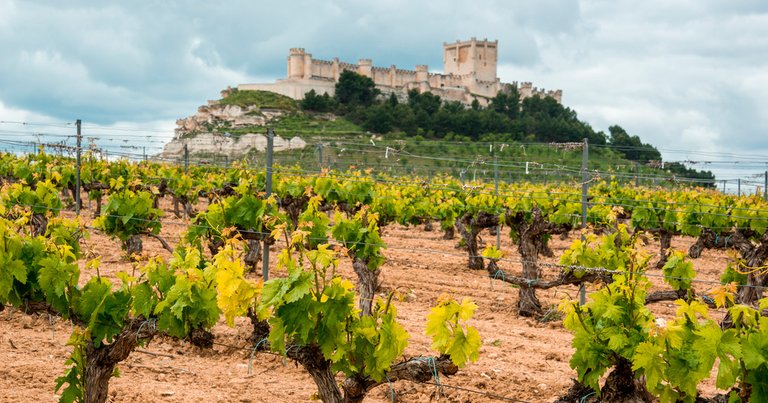 enoturismo-ribera-del-duero.jpg