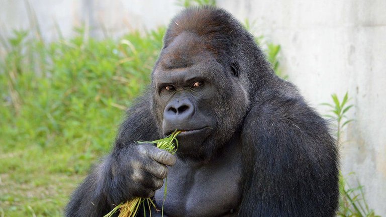 83872388_afp_gorilla.jpg