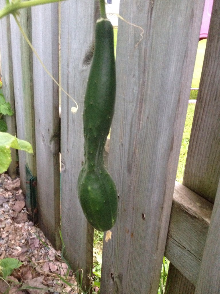 English Cucumber.jpg