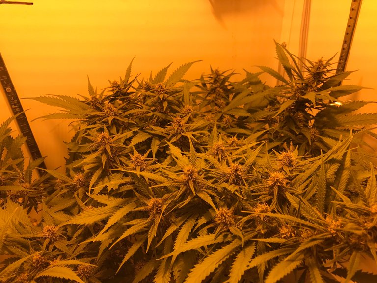 week 3 before trim blue dream .JPG