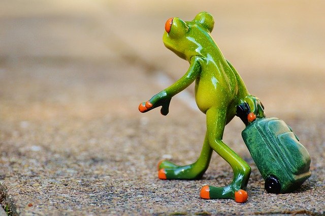 frog-897419_640.jpg