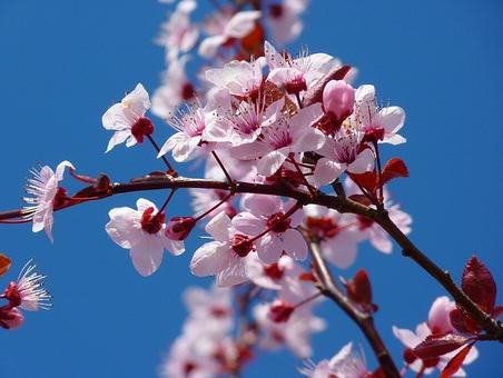 report-text-bunga-cherry-blossom1.jpg