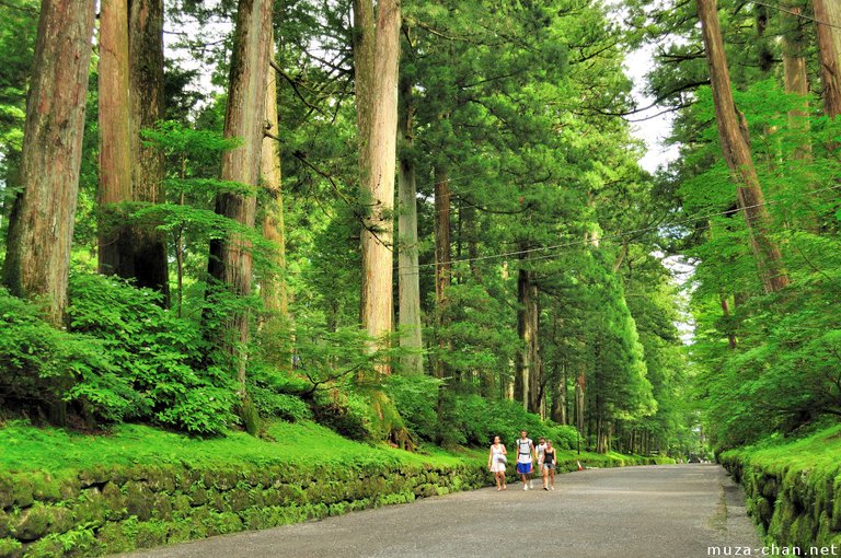 cedar-tree-nikko-toshougu-big.jpg