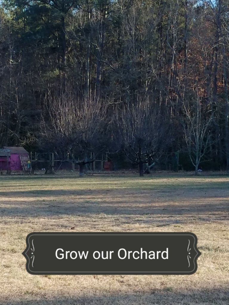 2018 orchard .jpg