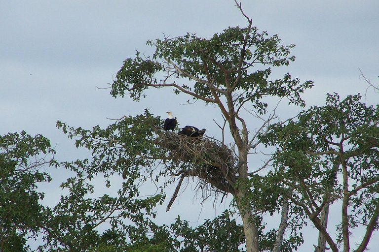 KNP Satara-Lower Sabi 2009 547.JPG