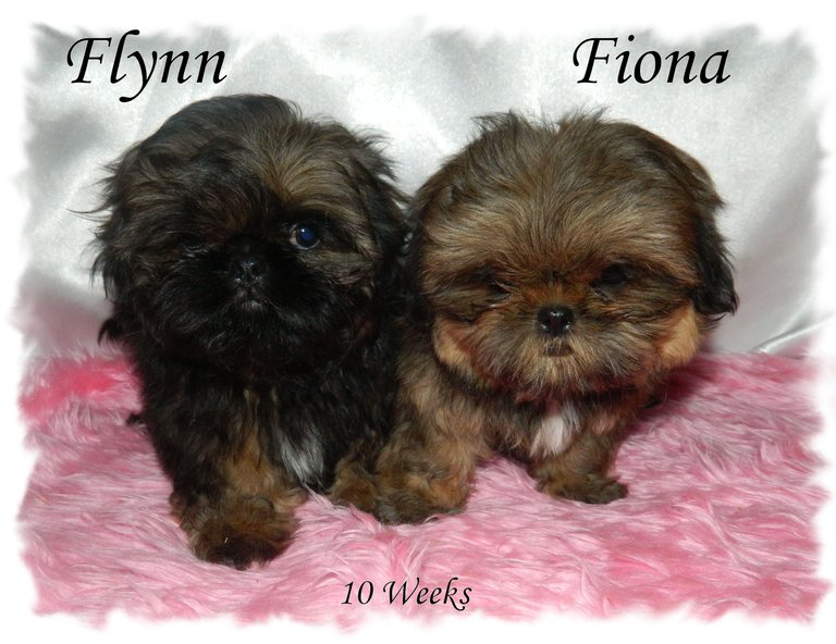 Flynn and Fiona 10 weeks 1.jpg