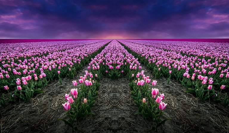Fields_Tulips_Pink_color_487467.jpg