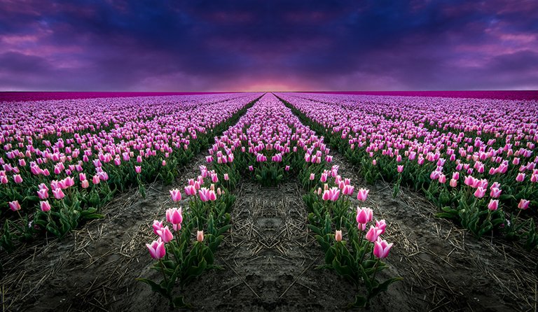 Fields_Tulips_Pink_color_487467.jpg