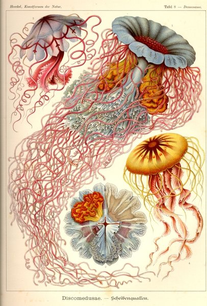 stock-graphics-free-vintage-posters-ernst-haeckel-kunstformen-natur-100-plates-artforms-of-nature-tafel008.JPG