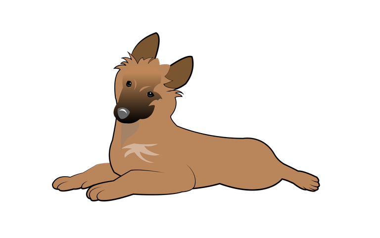 13 belgian-shepherd-tervuren-puppy.png