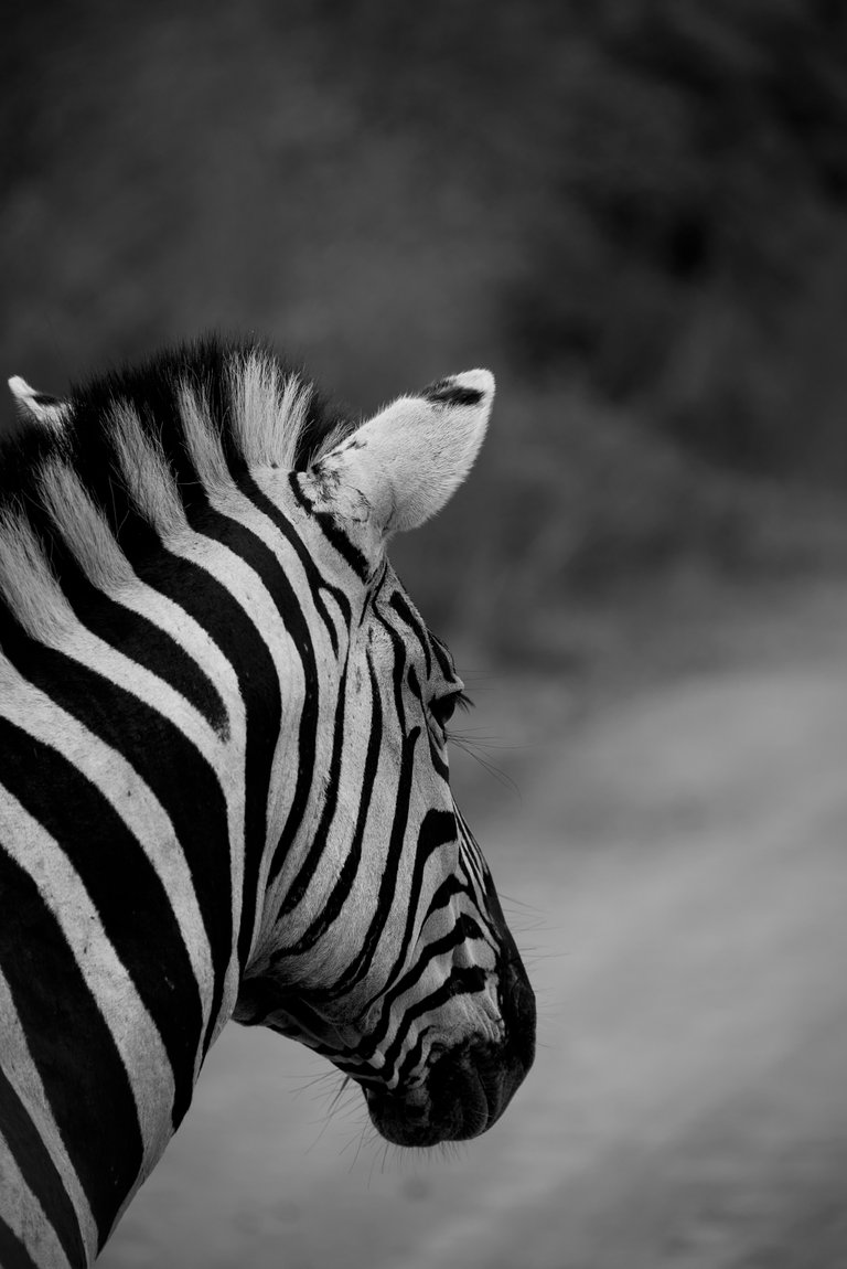 (BW) - Zebra.jpg