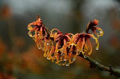 witch-hazel.jpg