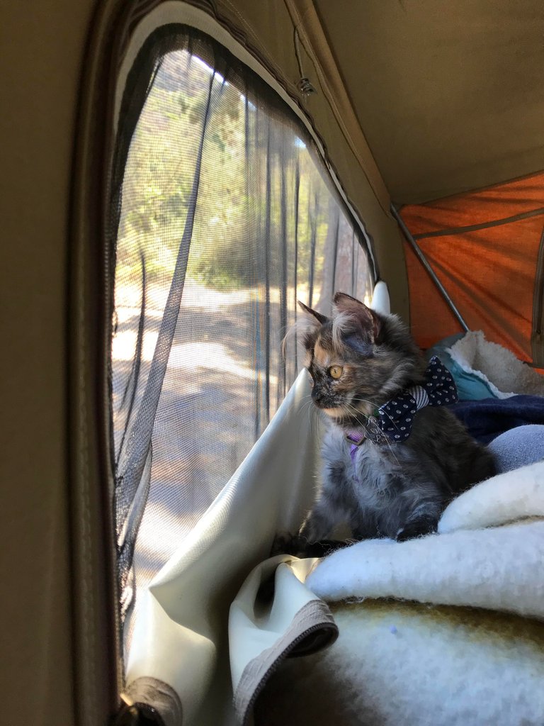 Cat Pic She spotted some quail - they were highly suspicious creatures..jpg