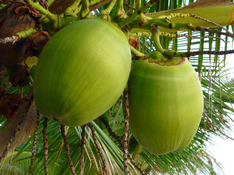 young-coconut-on-the-tree.jpg