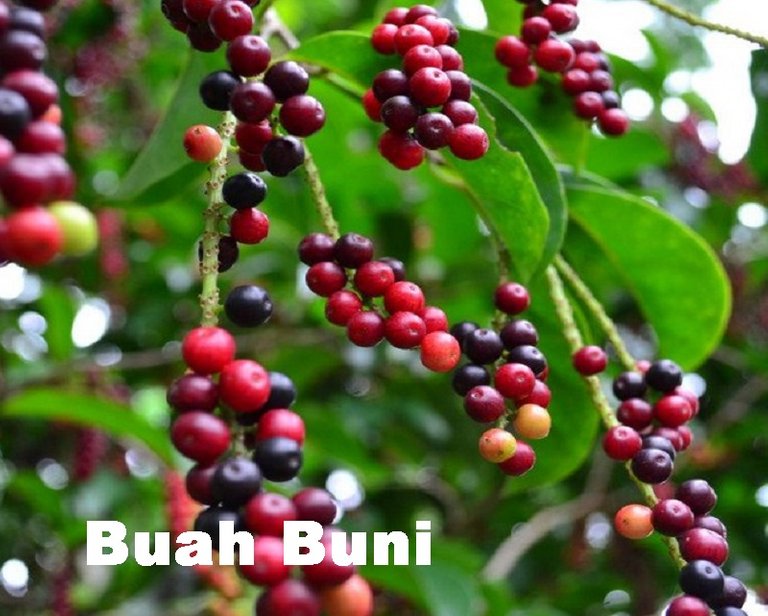 buah-buni.jpg