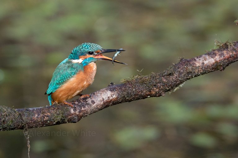 Kingfisher in 4.JPG