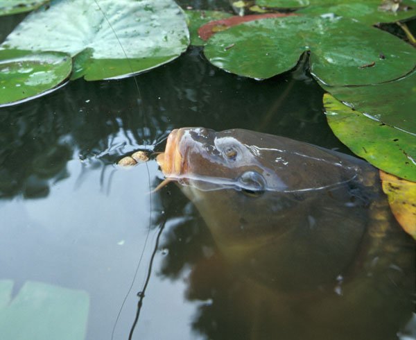 carp-taking-surface-bait--m.jpg