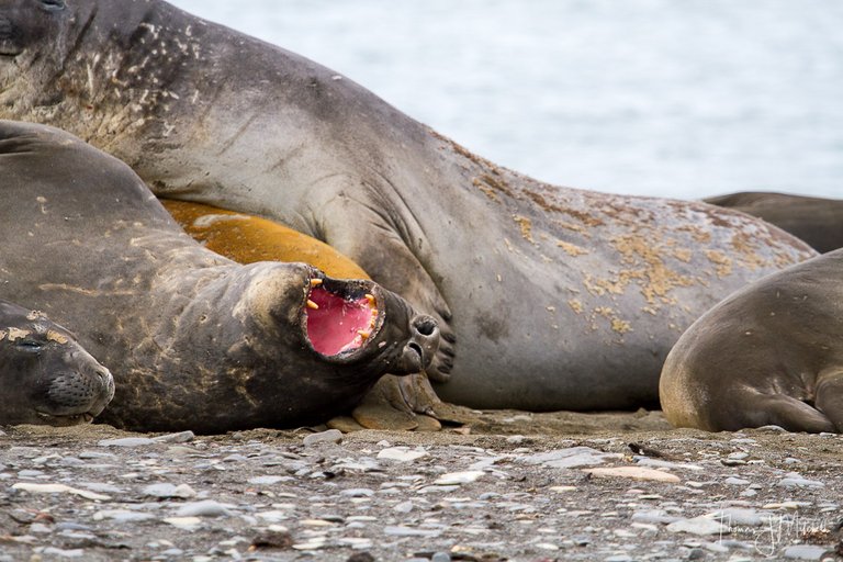 elephant seal-1.jpg