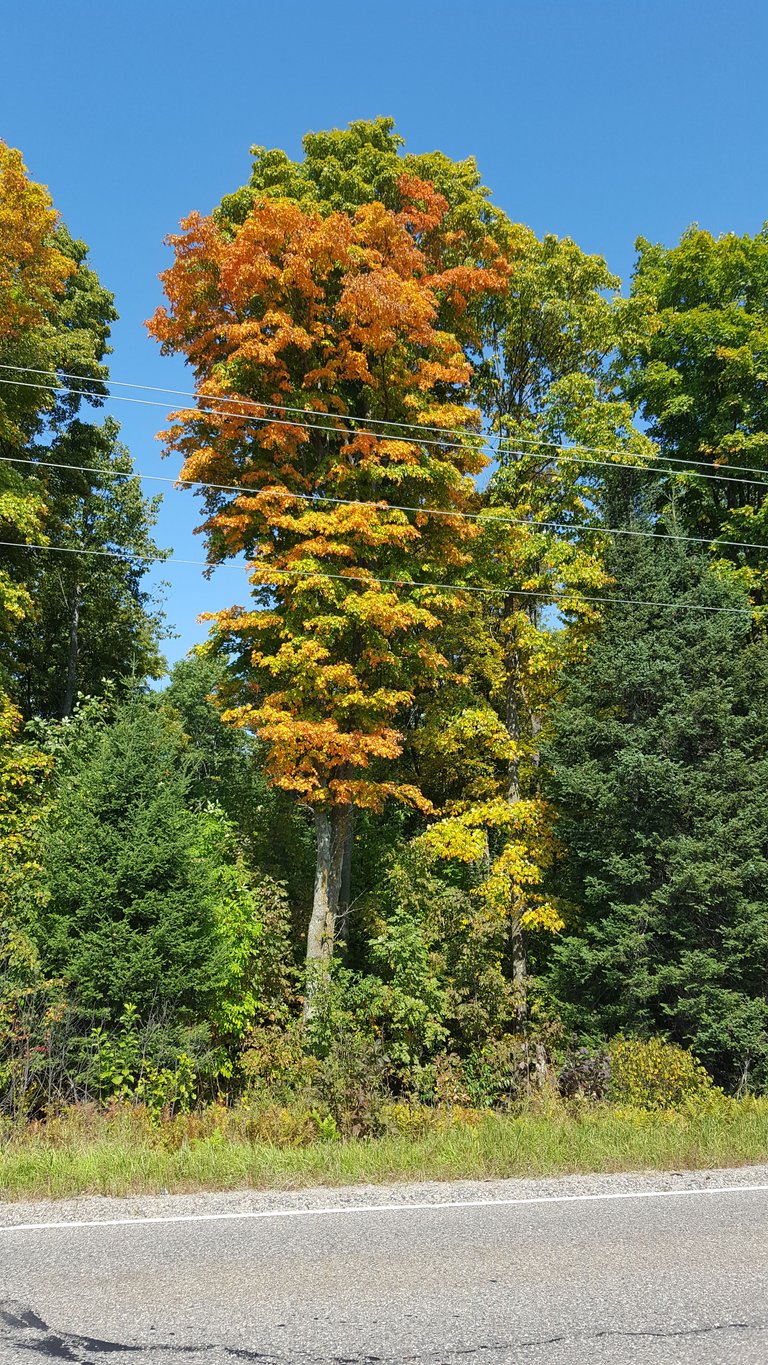 Serenity Valley Farms Fall Colors.jpg