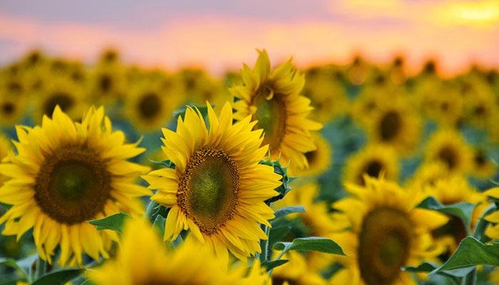 sunflowers-origins.jpg