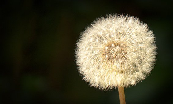 dandelion-974096__340.jpg