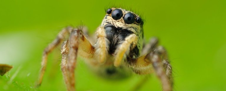 jumpingspider_83747848_1024.jpg