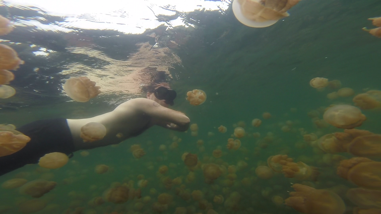 Jellyfish lake (1).png