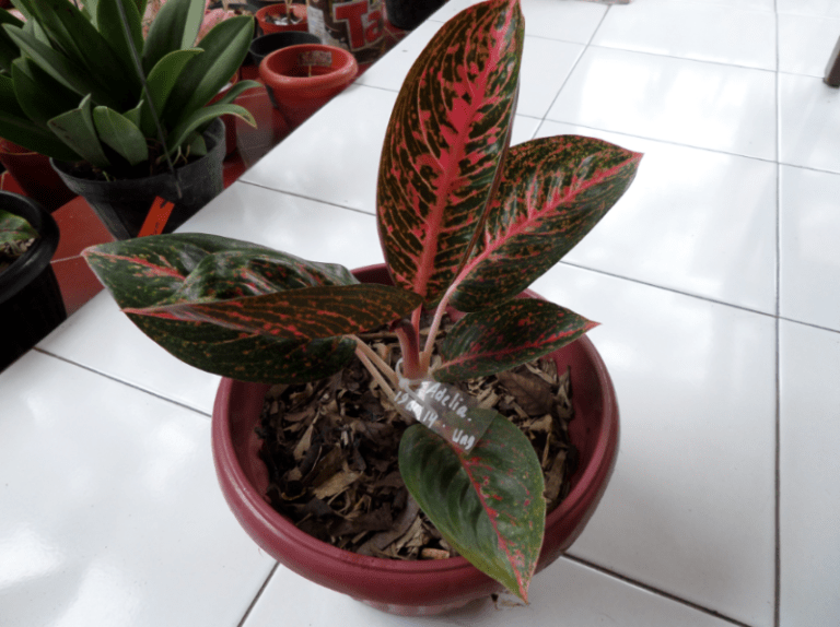 tanaman-hias-aglaonema-adelia.png