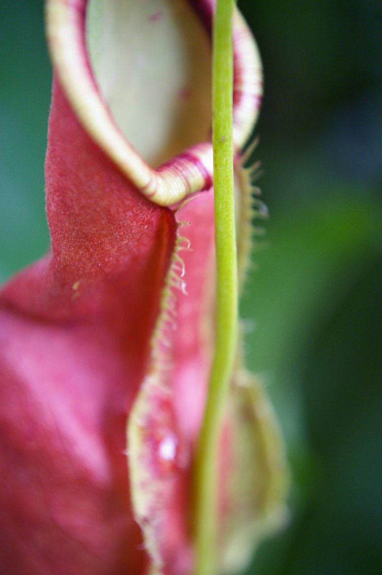 carnivore_pitcherplant_1_625626462_o.jpg