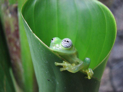 Glass Frog 1.jpg