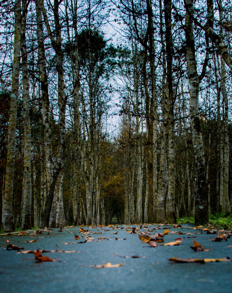 Tunnel of Trees.jpg