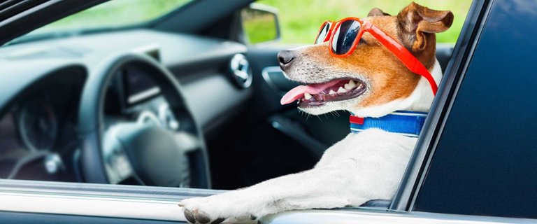 Dog Driving Car-1920x800.jpg