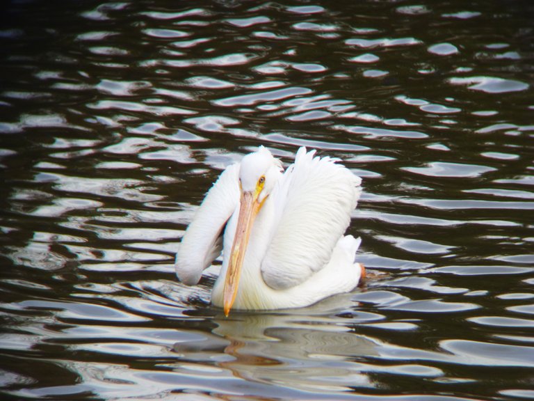 Pelican Face.jpg