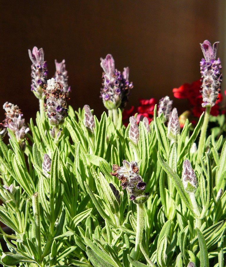 lavender flower 3.jpg