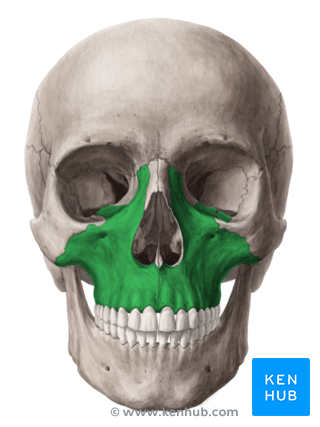 content_maxilla_atlas_TKJWlGAtRk42xI3w46DLg.png