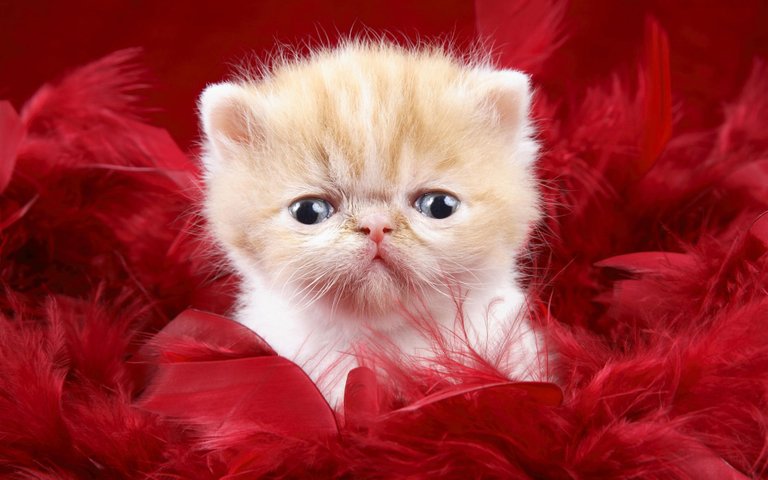 cute_kitty_as_a_love_gift.jpg