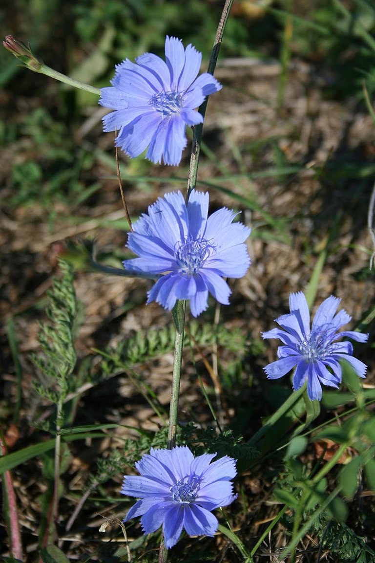 800px-Cichorium_intybus_Slovakia.jpg