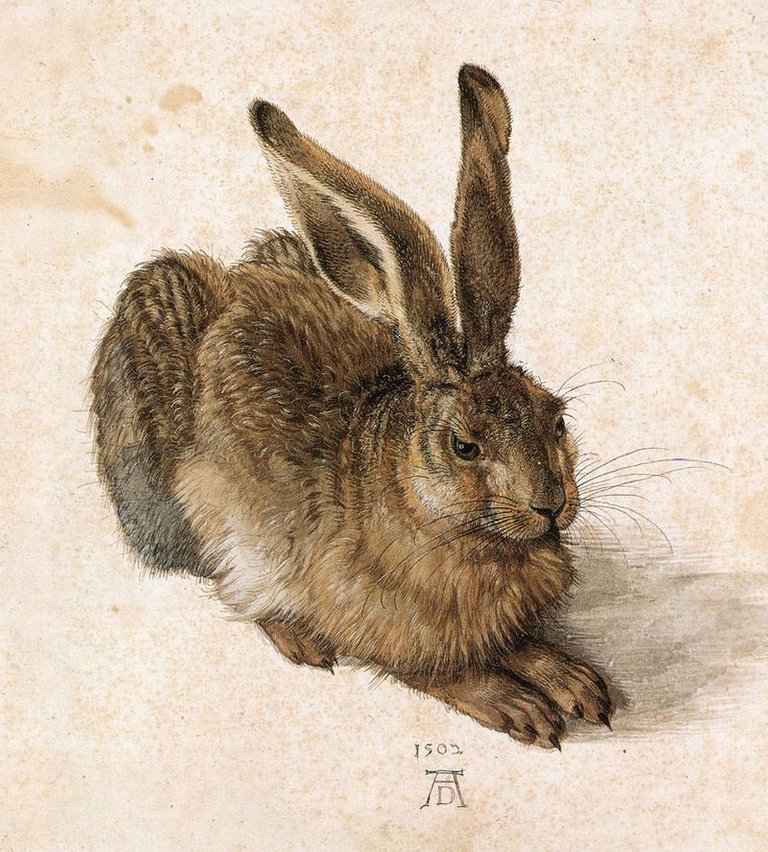 800px-Durer_Young_Hare.jpg