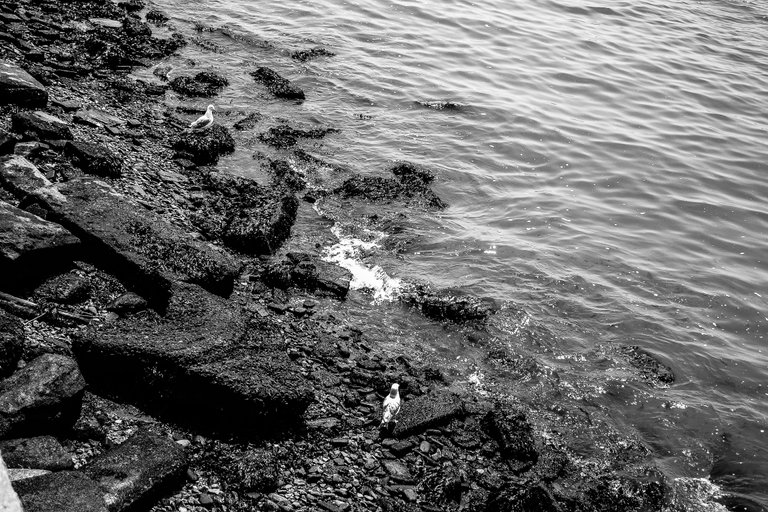 Birds on Rocks-Statue of Liberty.jpg