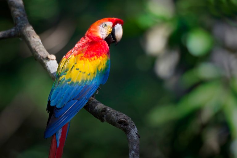 Scarlet Macaw.jpg