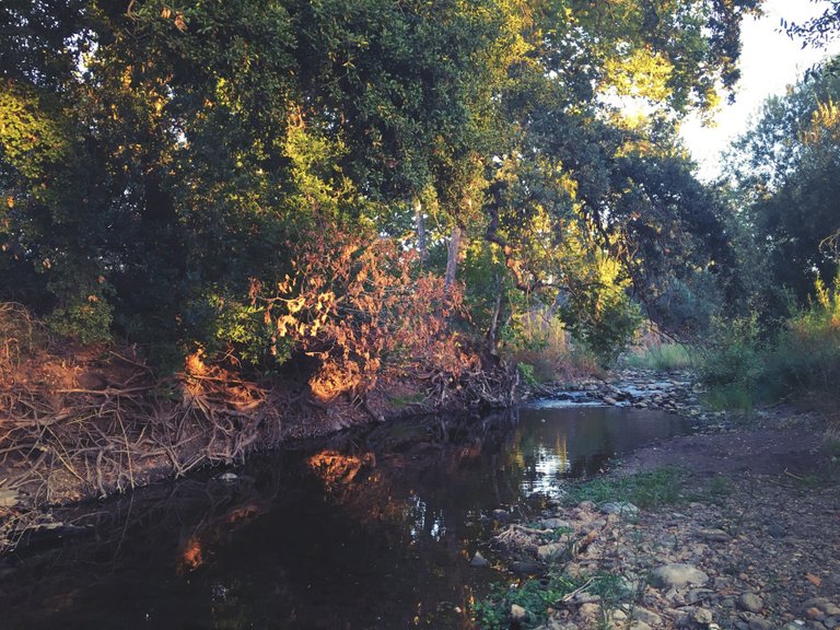 Nature Creek Trail - October California 006.JPG