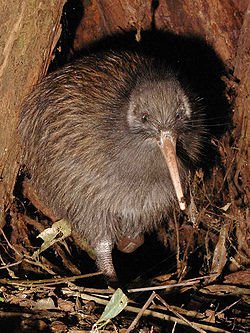 250px-TeTuatahianui.jpg