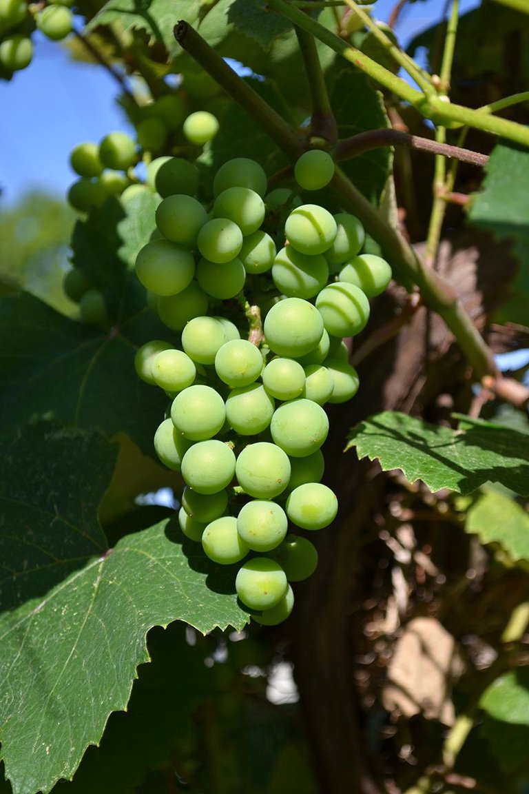 grapes 1.jpg