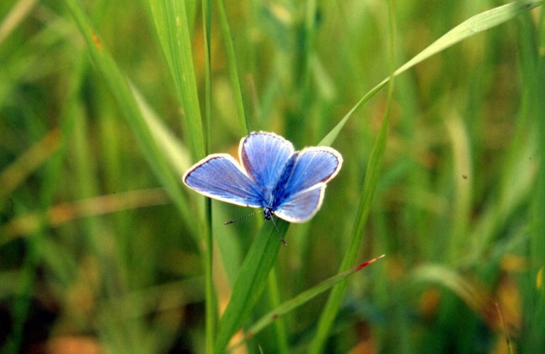 Common blue.jpg