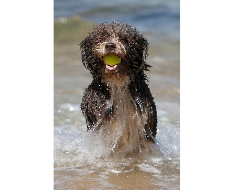 spanish water dog with ball.jpg