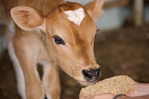 Feeding-Calf.jpg